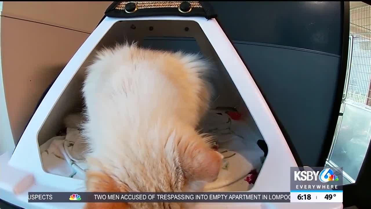 Pet Tales Meet Avalon YouTube