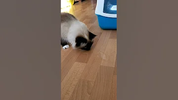 Как вывести запах кошачей мочи