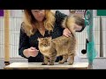 CFA International Show 2019 - Siberian Kitten Class Judging