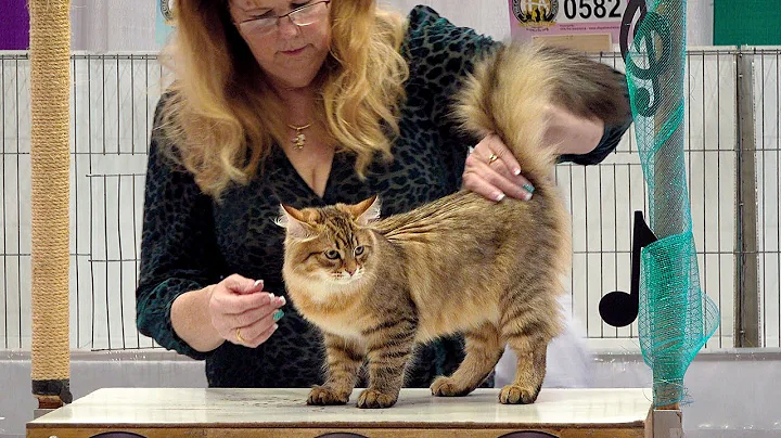 Video 215231: longhair cat kittens, siberian cat kitten, cfa international cat show