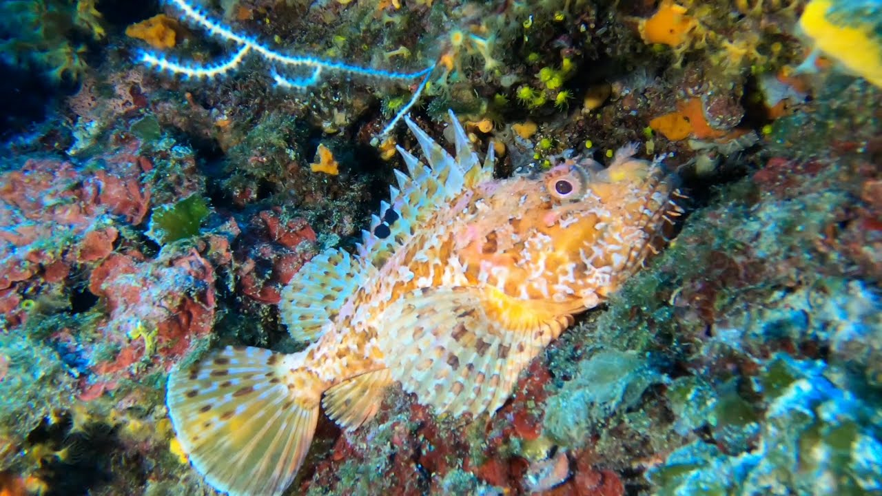 Impressions from diving in Krk, Croatia - Eindrücke vom Tauchen in Krk, Kroatien