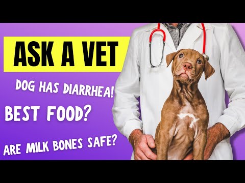 वीडियो: संवेदनशील पेट के साथ कुत्तों की मदद करने के लिए टिप्स