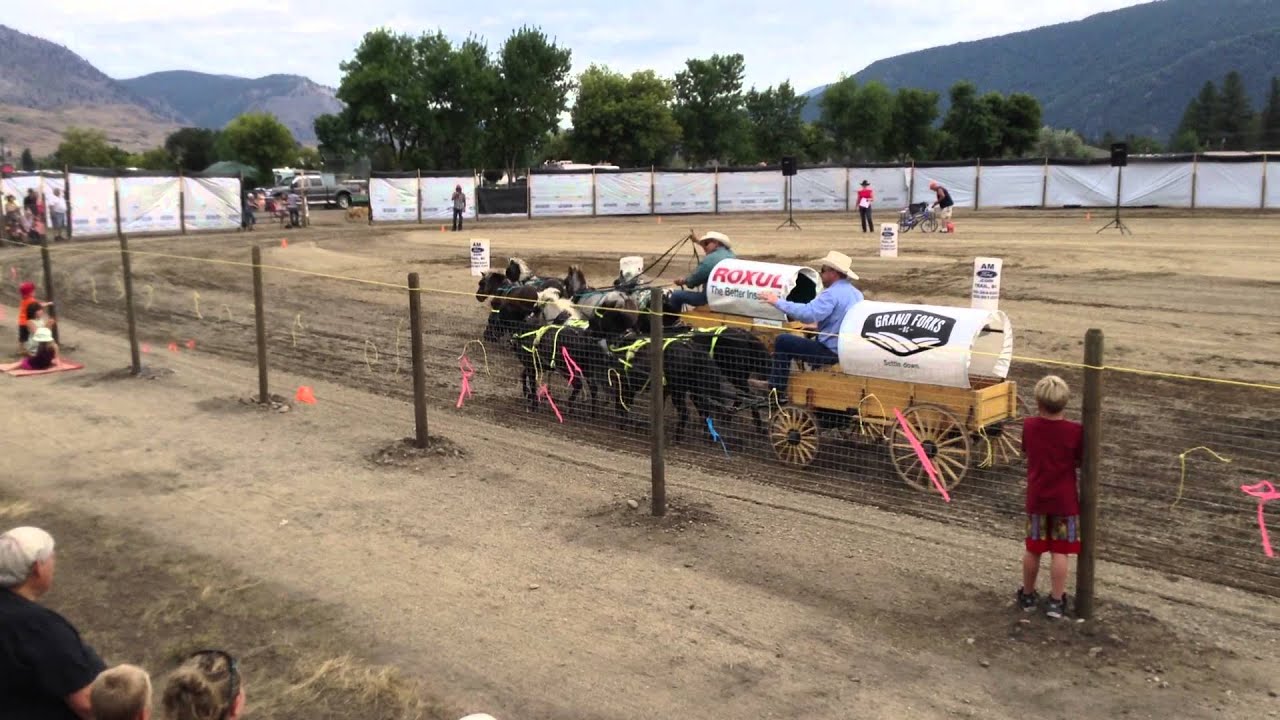 Miniature Horses Chuck Wagon Racing YouTube