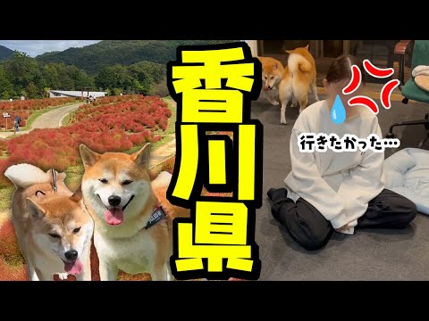 娘にバレて激おこに…子供達に黙って香川県に柴犬姉妹と行った結果…