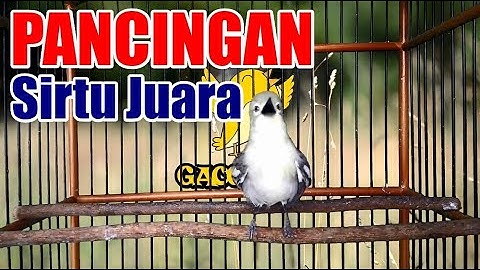 Cipoh  / Sirtu Gacor Full Ngetir Cari Lawan, Pancingan Tarung Untuk Cipow Juara