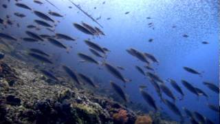 Beneath the Waves, A Relaxing Coral Reef Journey Set to Peaceful Music {Part 2}
