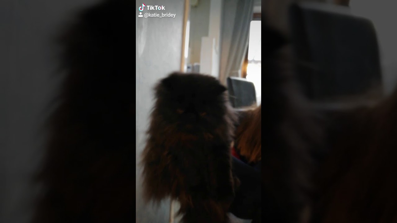 Wow You Can Really Dance Cat