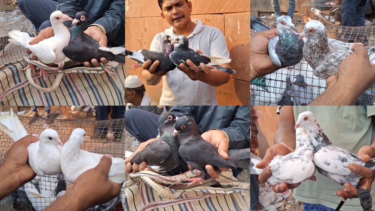 🕊Jama Masjid kabootar Market Delhi🕊19-10-2025🕊