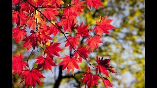 GOOD MORNING Messages Wishes video-Whatsapp for WhatsApp status screenshot 4