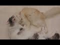 그루밍 무한루프 #고양이 #cat #cute #그루밍 #shorts #cat grooming #고양이 힐링 영상