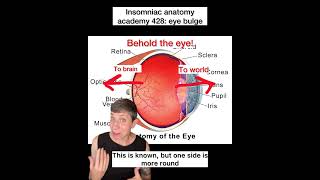 Insomniac anatomy academy 428: eye bulge #science #stem #sciencefacts #anatomy #eyes
