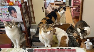 猫集合！ある意味全のせww