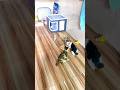 Cats are secretly comedians 😹🔥 #funnycats #petshorts #catdaily