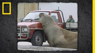 町のゾウアザラシ対策 | ナショジオ