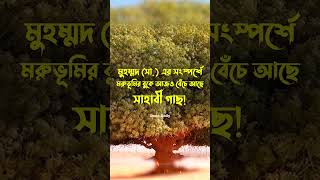 মুহম্মদ (সা.) এর সংস্পর্শে মরুভূমির বুকে আজও বেঁচে আছে সাহাবী গাছ | Deen Daily history religion