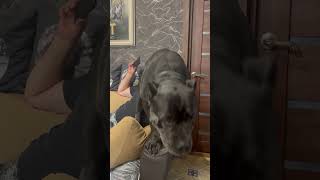 4 часа родителей не видел 🤣 #tttt #cane #canecorso #канекорсо