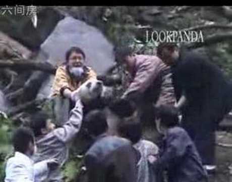 Staffs Saving Panda Scared by the Earthquake