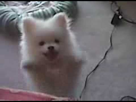 puppy cries at white pomeranian puppy puppy cries at white pomeranian puppy