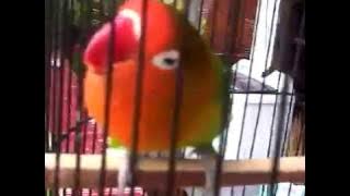 Lovebird konslet suara ngekek panjang... Star melinda