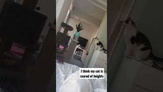Cat scared of heights