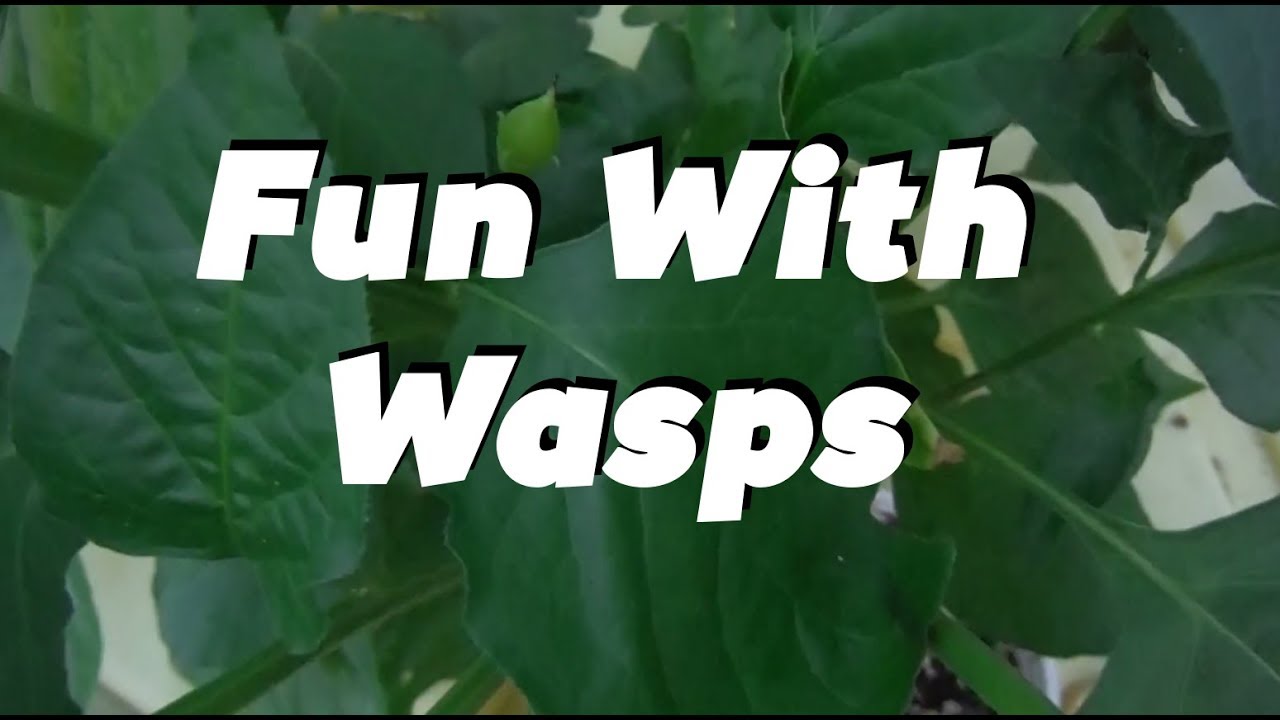 minki Fun With Wasps: Super Hot Peppers