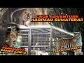 NGASIH MAKAN HARIMAU SUMATERA  YANG TERANCAM PUNAH, ALSHAD JADI TAMU YANG PERTAMA !!