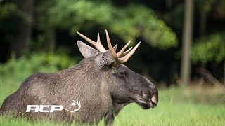 Michel Therrien - Microhabitats for hunting! screenshot 1