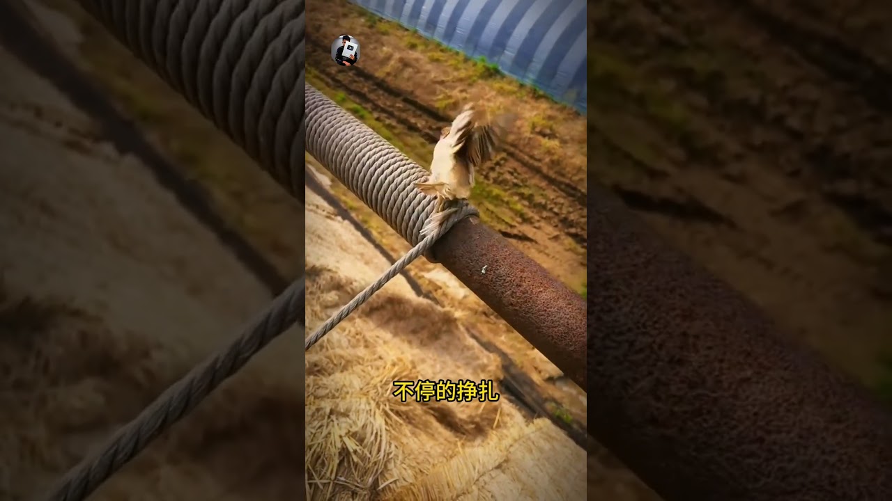 Original Title & Thumbnail
