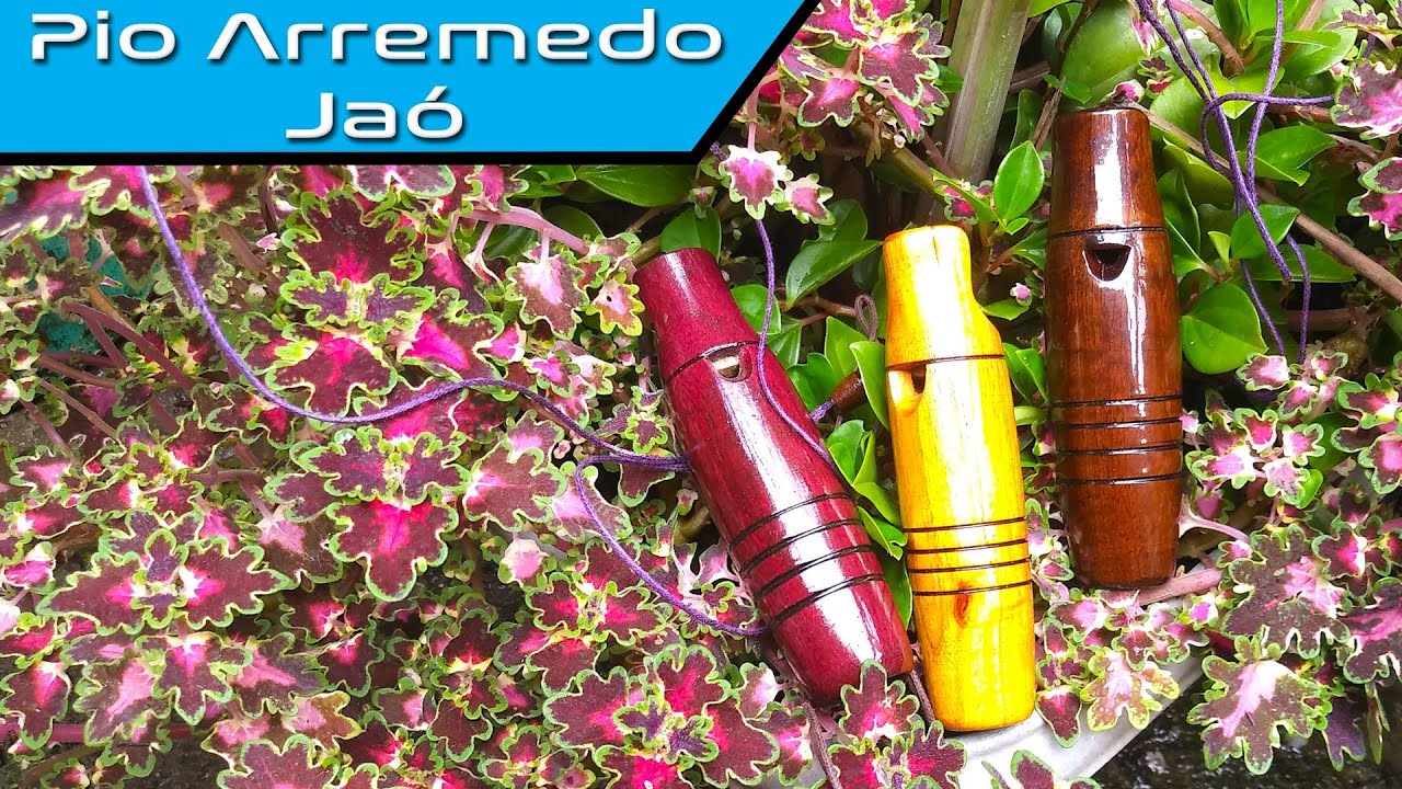 Passo a Passo | Pio Arremedo de Jaó (macucauá, sururina)