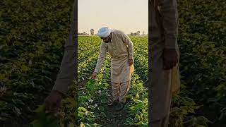 Cotton Thinning Method for Higher Yield | Smart Farming Tips #cotton