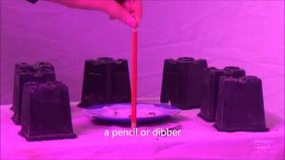 Planting cannabis seedlings