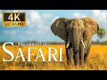 Capture de la vidéo Magnificent Life Safari 4K 🐾 Discovery Relaxation Film With Peaceful Relaxing Piano Music & Nature