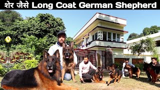 शेर जैसे हैं ये German Shepherd | Long Haired German Shepherd | Elite German Shepherd