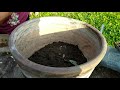 ¿Cómo hacer compost casero? Rápido y fácil