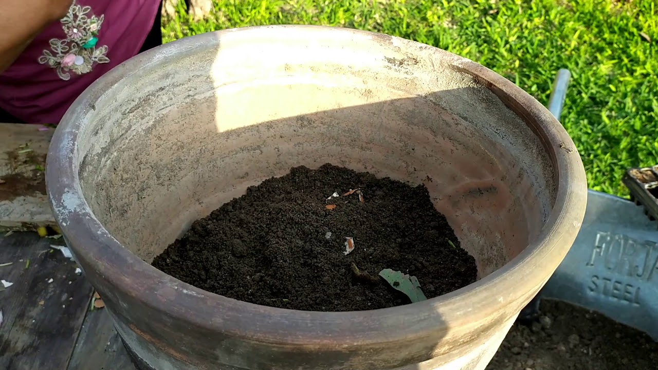 ¿Cómo hacer compost casero? Rápido y fácil