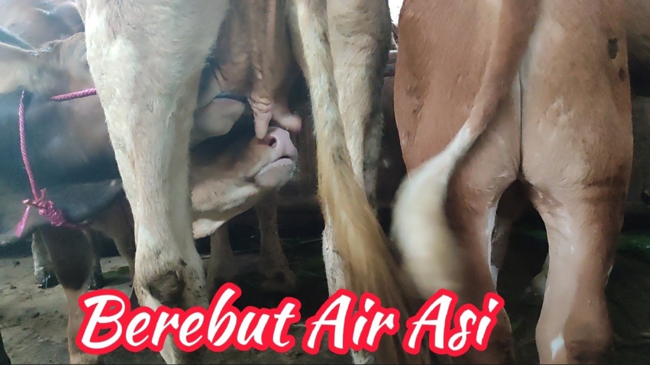sapi indukan satu ekor menyusui 2 pedet saling berebut🔥🔥🔥