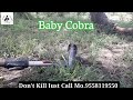 Baby Cobra Snake Rescue in Kathama l #Vimal_Animal_walfare