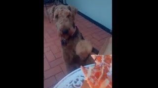 Dog Having A Candle Lit Pizza Dinner On New Year's Ever