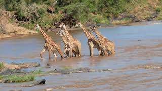 Giraffe crossing the Mara River