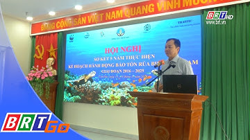 Những nỗ lực bảo vệ rùa biển tại Việt Nam bước đầu đã phát huy hiệu quả | BRTgo