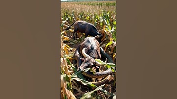 Image of a giant python fighting a buffalo in a cornfield  #youtubeshorts #wildlife #bigpython