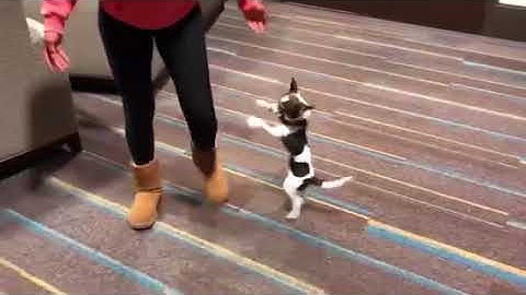 PSY 311 Video Project: Operant Conditioning