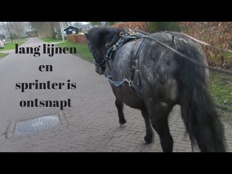 Video: Onderkoeling bij lammeren