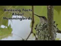 Amazing Facts about Hummingbirds - Interesting Hummingbird Facts