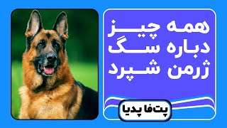 همه چیز درباره سگ ژرمن شپرد | معرفی کامل نژاد by Petfa 3,792 views 2 years ago 8 minutes, 30 seconds