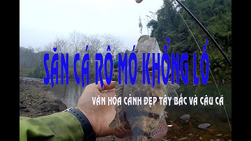 Câu lure săn cá rô mó khổng lồ