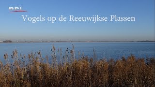 Vogels Op De Reeuwijkse Plen - Natuur In De Omgeving