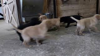 German Shepherd Mix Puppies For Sale