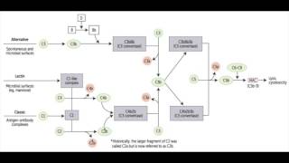 Usmle Immunology Part 1 I Complement System
