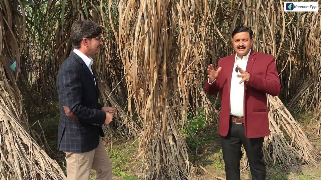 100 tonnes Sugarcane Production in 1 Acre | गन्ना की खेती | Sugarcane Farming | Ganne ki Kheti |
